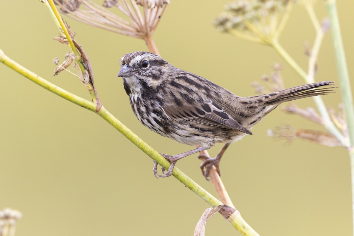 Song Sparrow (samuelsis) - ML609512413