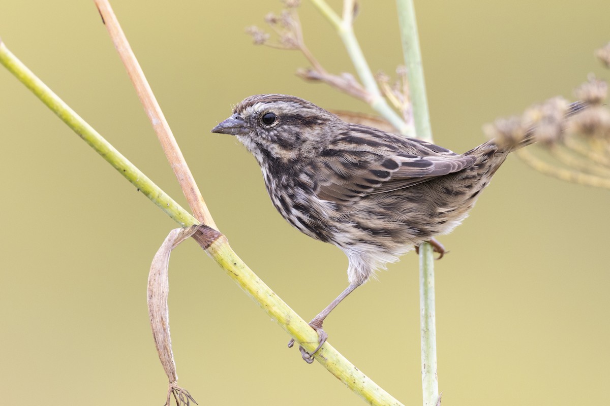 Song Sparrow (samuelsis) - ML609512414