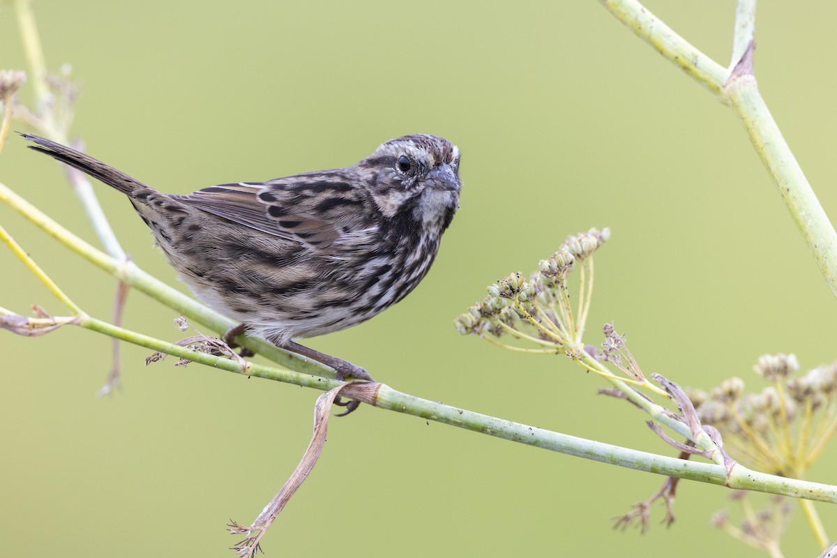 Song Sparrow (samuelsis) - ML609512415