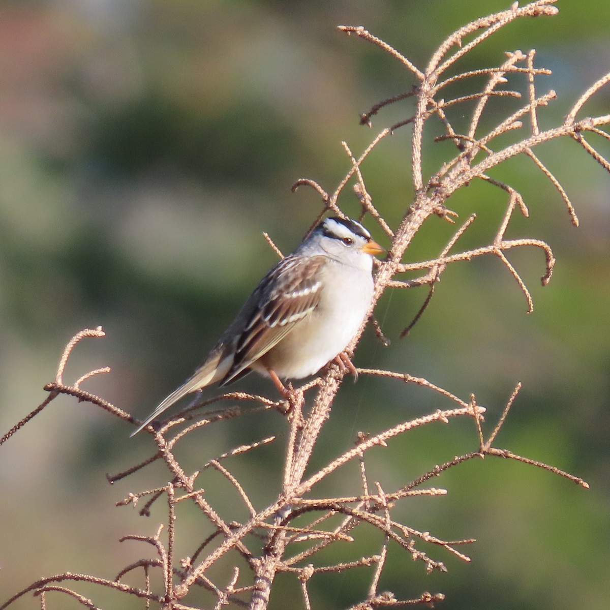 White-crowned Sparrow - ML609512478