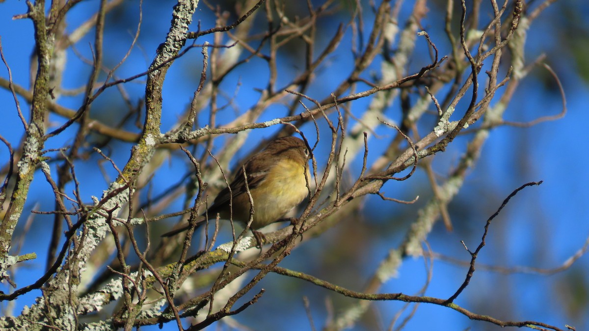 Magnolia Warbler - ML609512479