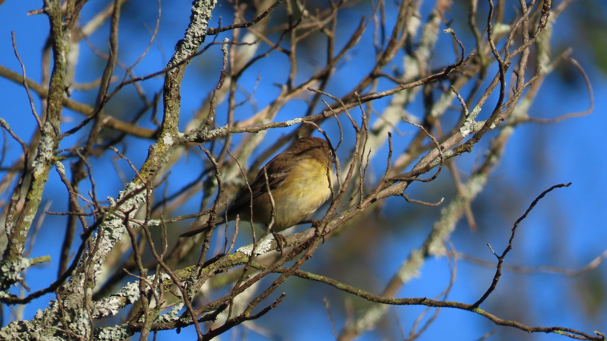 Magnolia Warbler - ML609512583