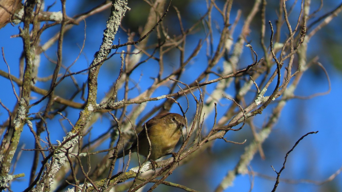 Magnolia Warbler - ML609512584