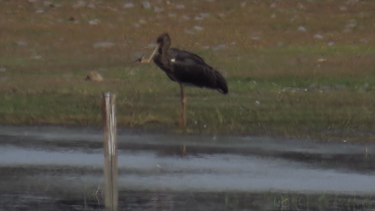 Black Stork - Antonio Monteiro