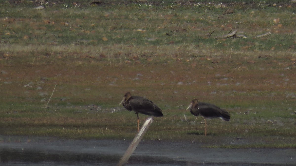 Black Stork - Antonio Monteiro