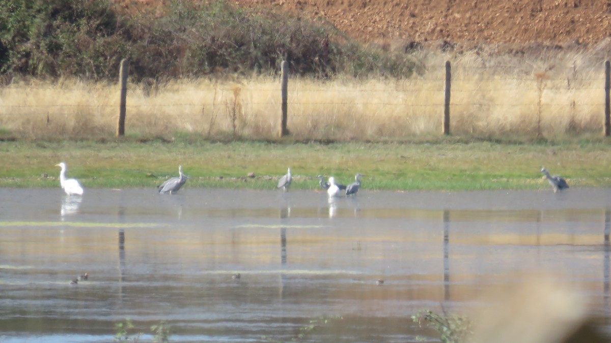 Gray Heron - ML609512646