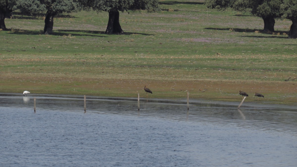 Eurasian Spoonbill - ML609512683