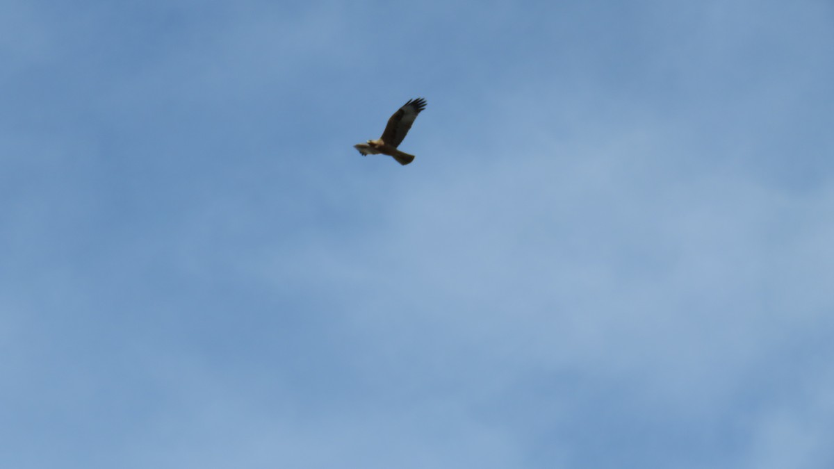 Águila Perdicera - ML609512700