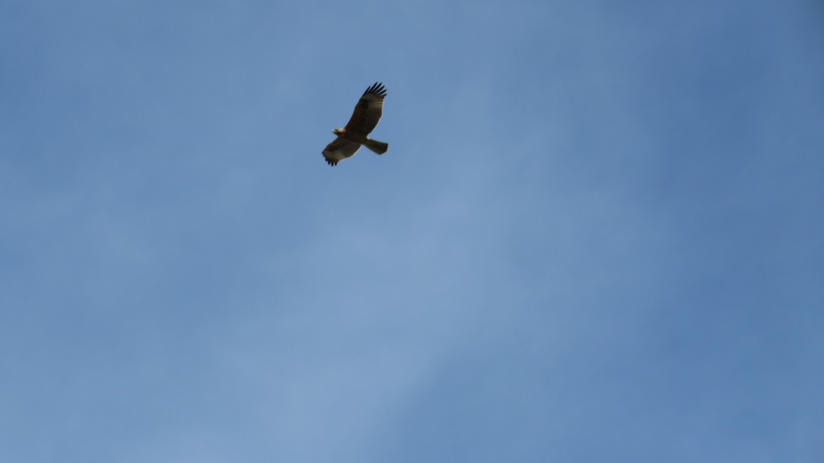 Águila Perdicera - ML609512701