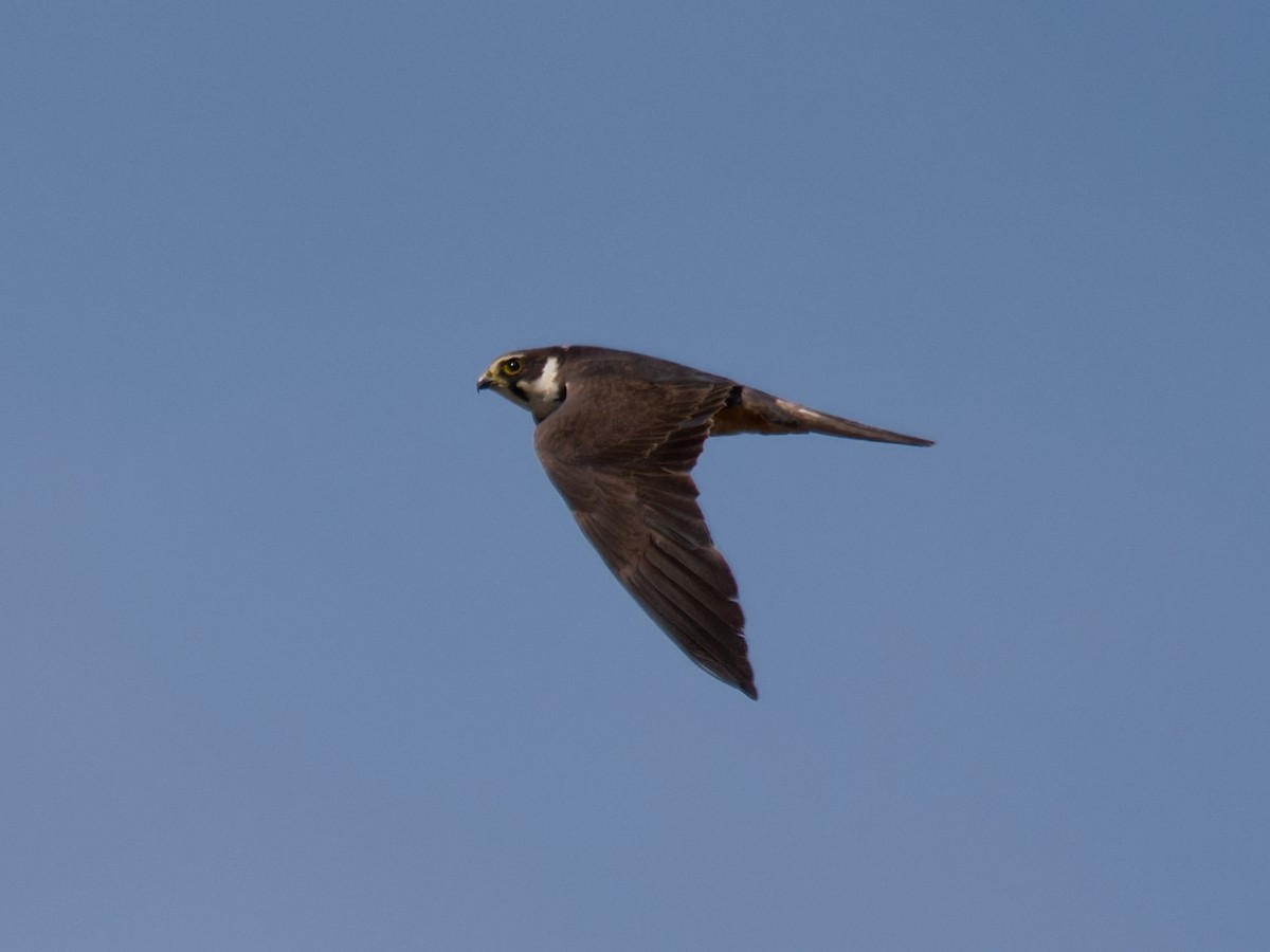 Eurasian Hobby - ML609512739