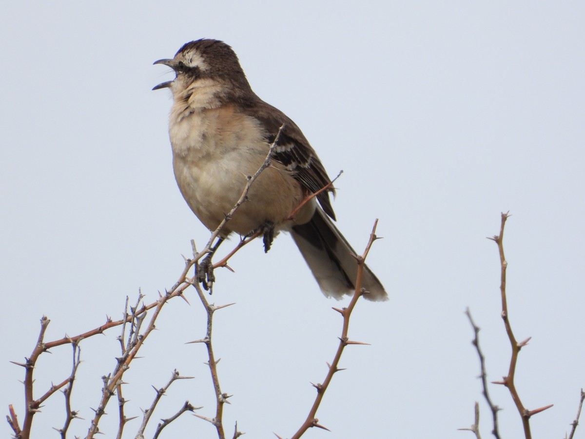 Patagonian Mockingbird - ML609512751