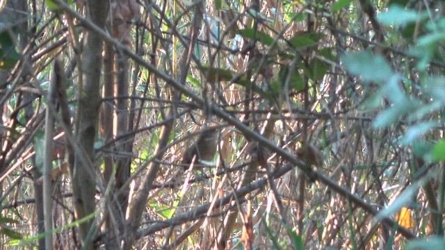 Evergreen-forest Warbler (Eastern) - ML609512859