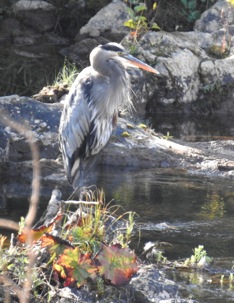 Great Blue Heron - ML609512863