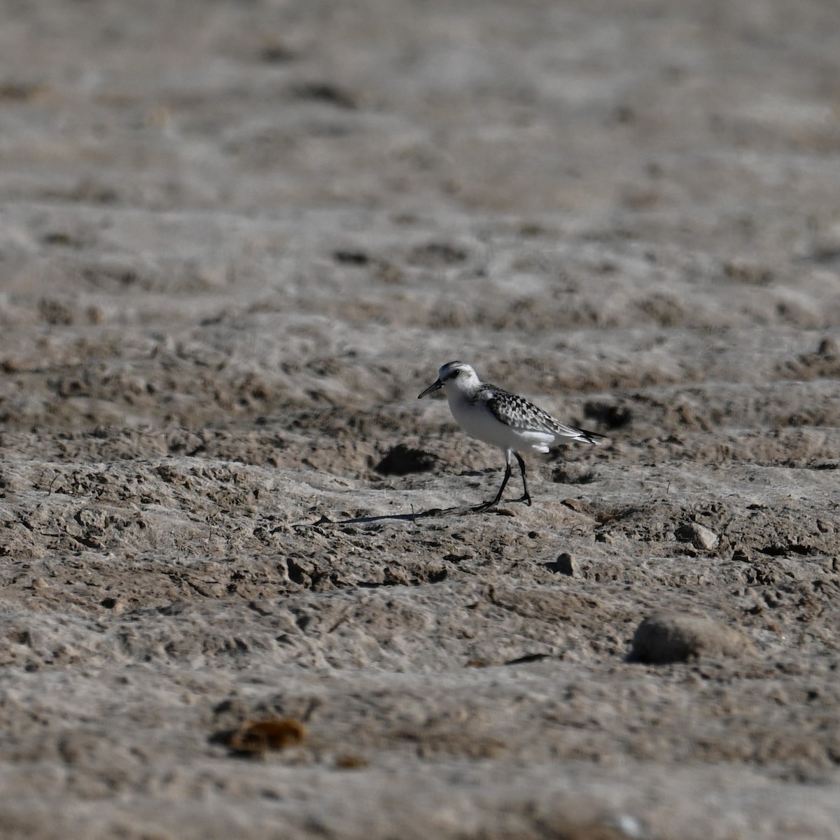 Bécasseau sanderling - ML609512887