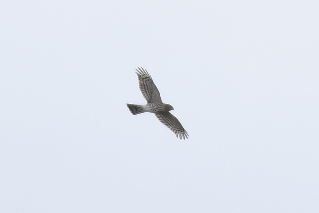 Cooper's Hawk - ML609512896