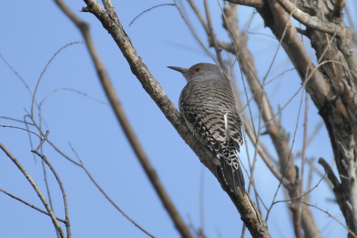 Northern Flicker - Kent Kleman