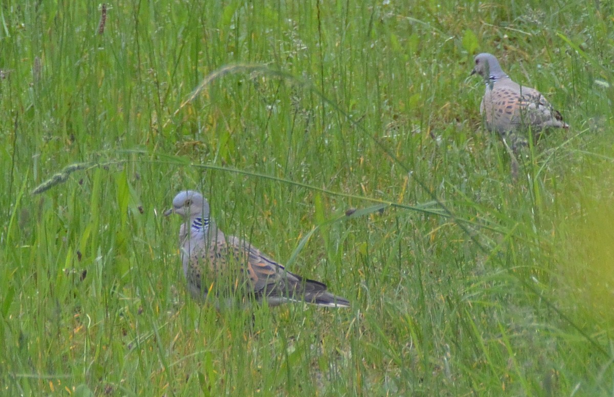 European Turtle-Dove - ML609512929