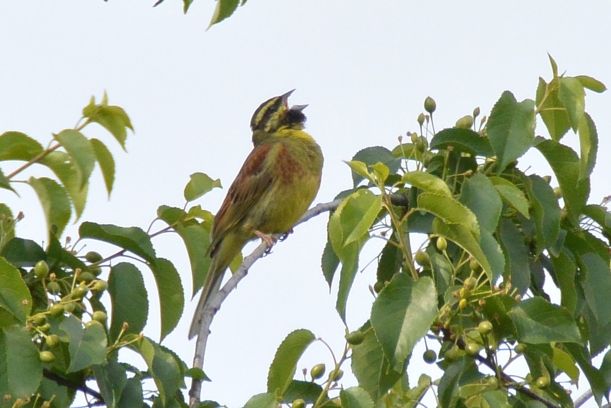 Cirl Bunting - ML609512933