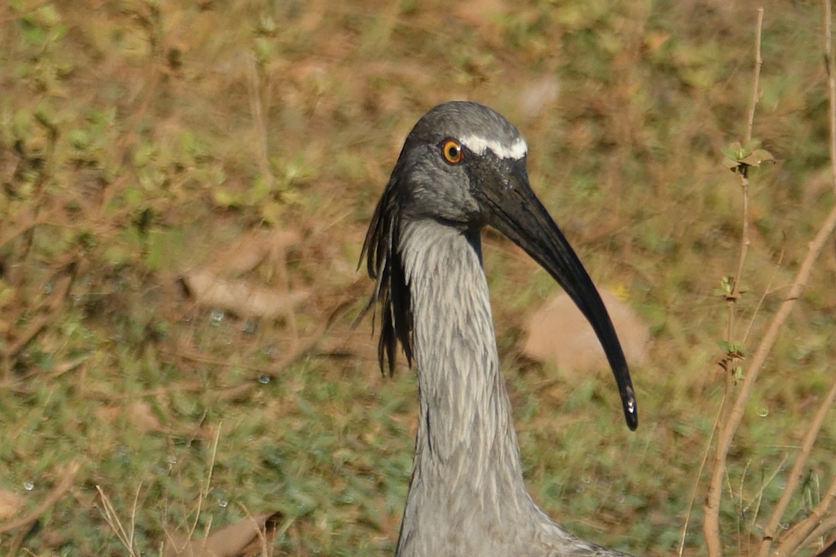 ibis běločelý - ML609512974
