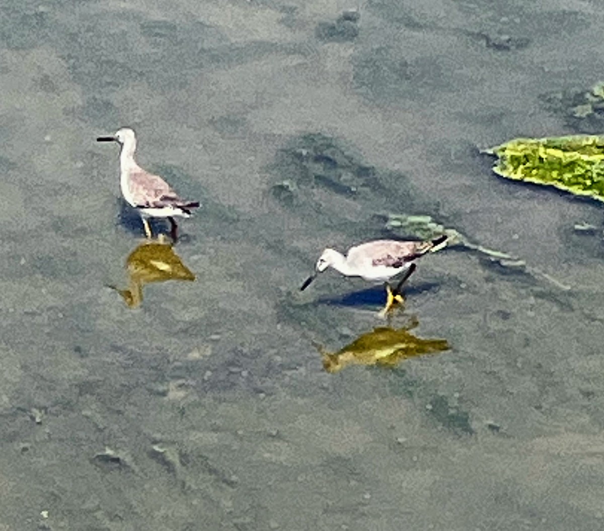 Lesser/Greater Yellowlegs - Ellyn Siskind