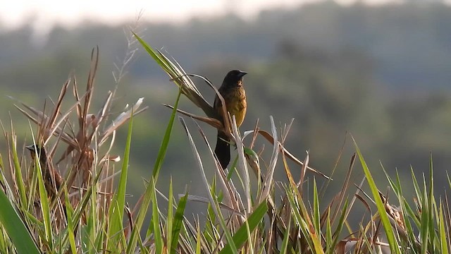 Unicolored Blackbird - ML609513005