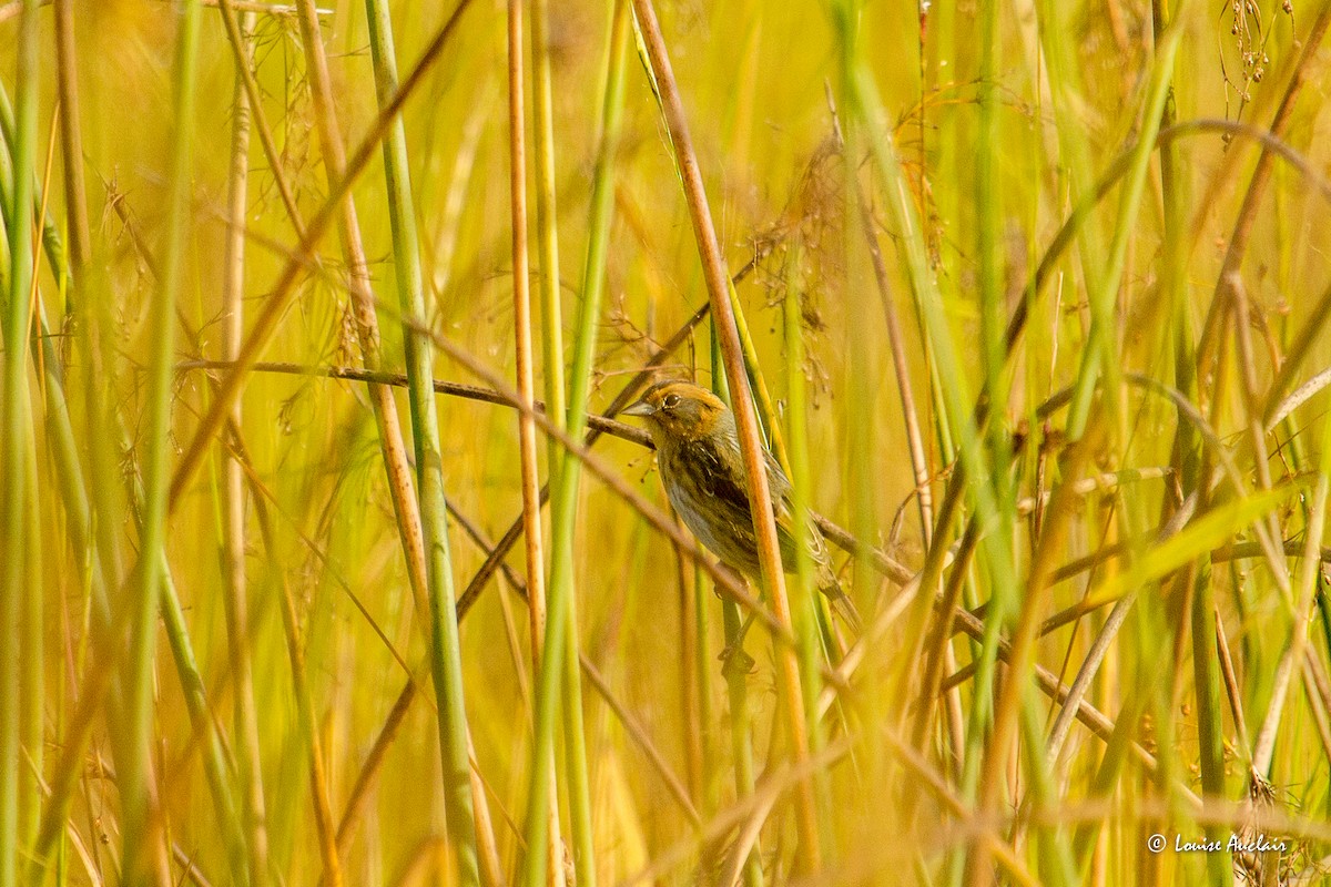 Nelson's Sparrow - ML609513013