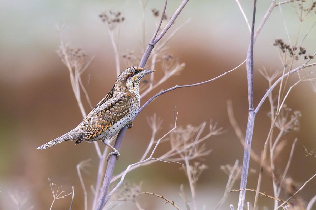 Eurasian Wryneck - ML609513042