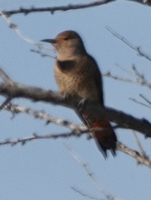 Northern Flicker - ML609513085