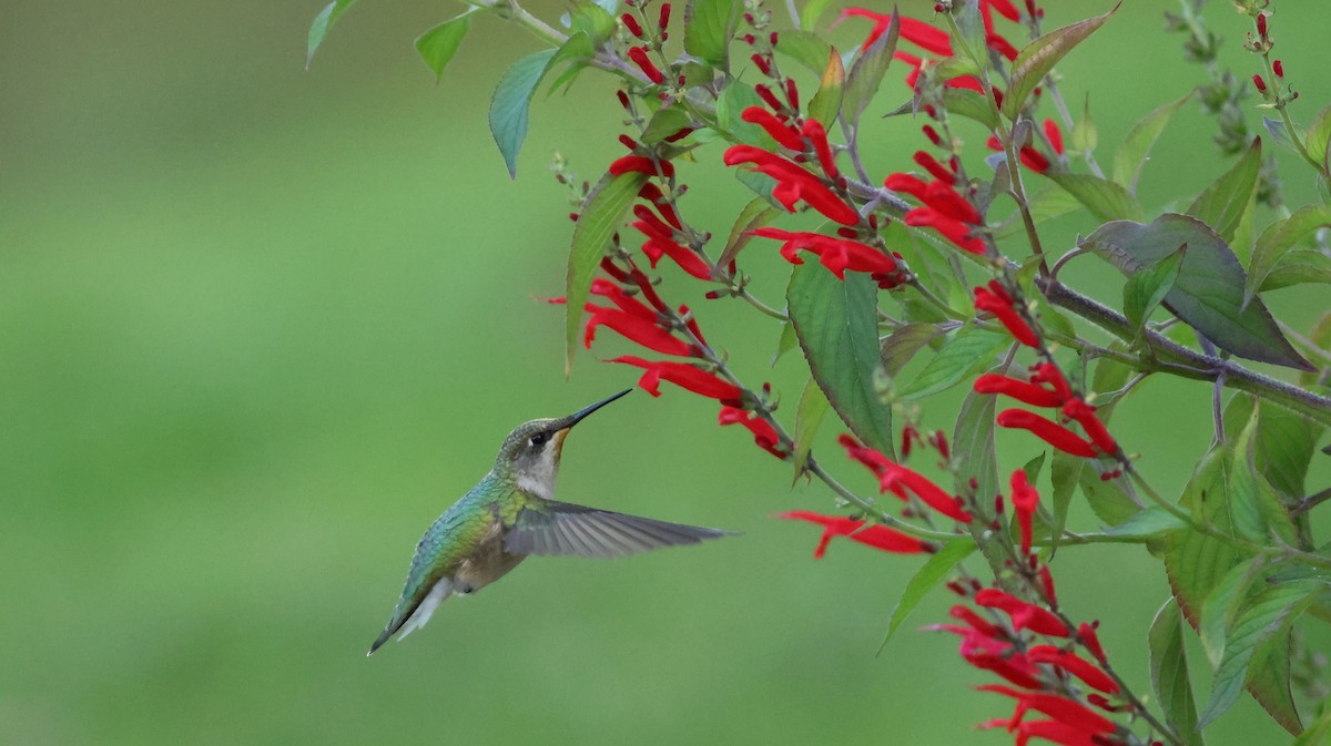 Ruby-throated Hummingbird - ML609513140