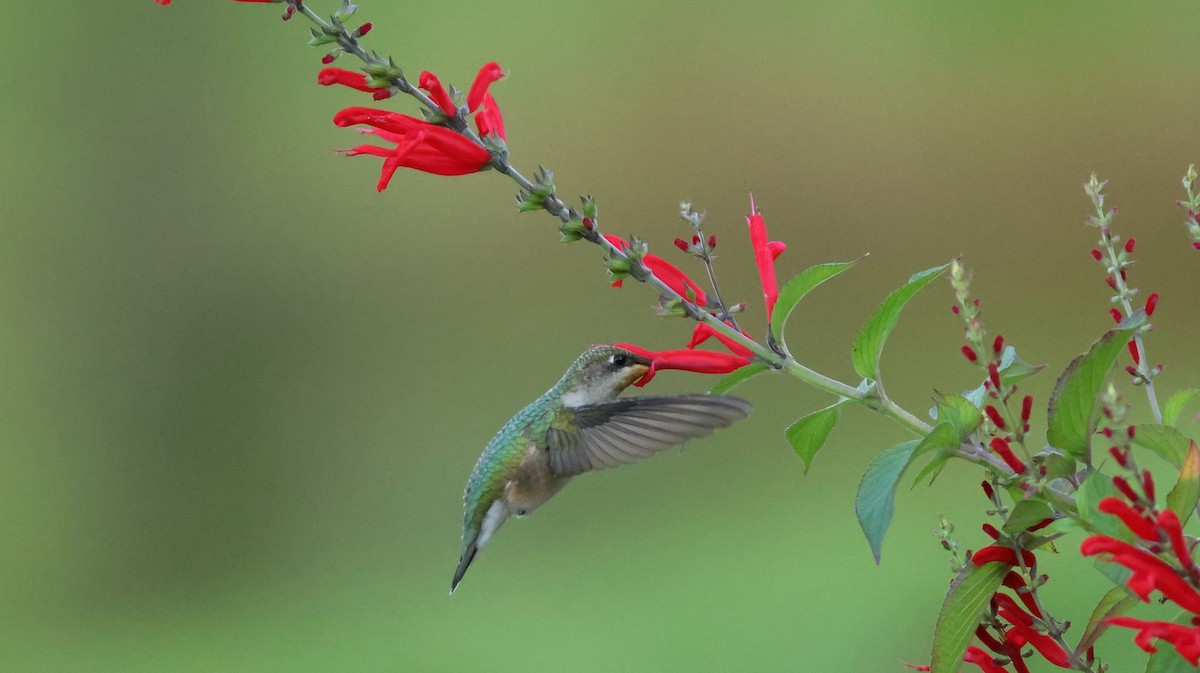 Ruby-throated Hummingbird - ML609513144