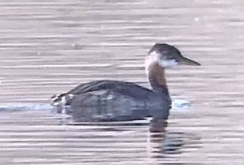 Red-necked Grebe - ML609513149