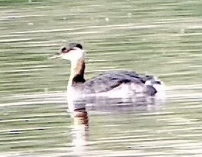 Red-necked Grebe - ML609513165