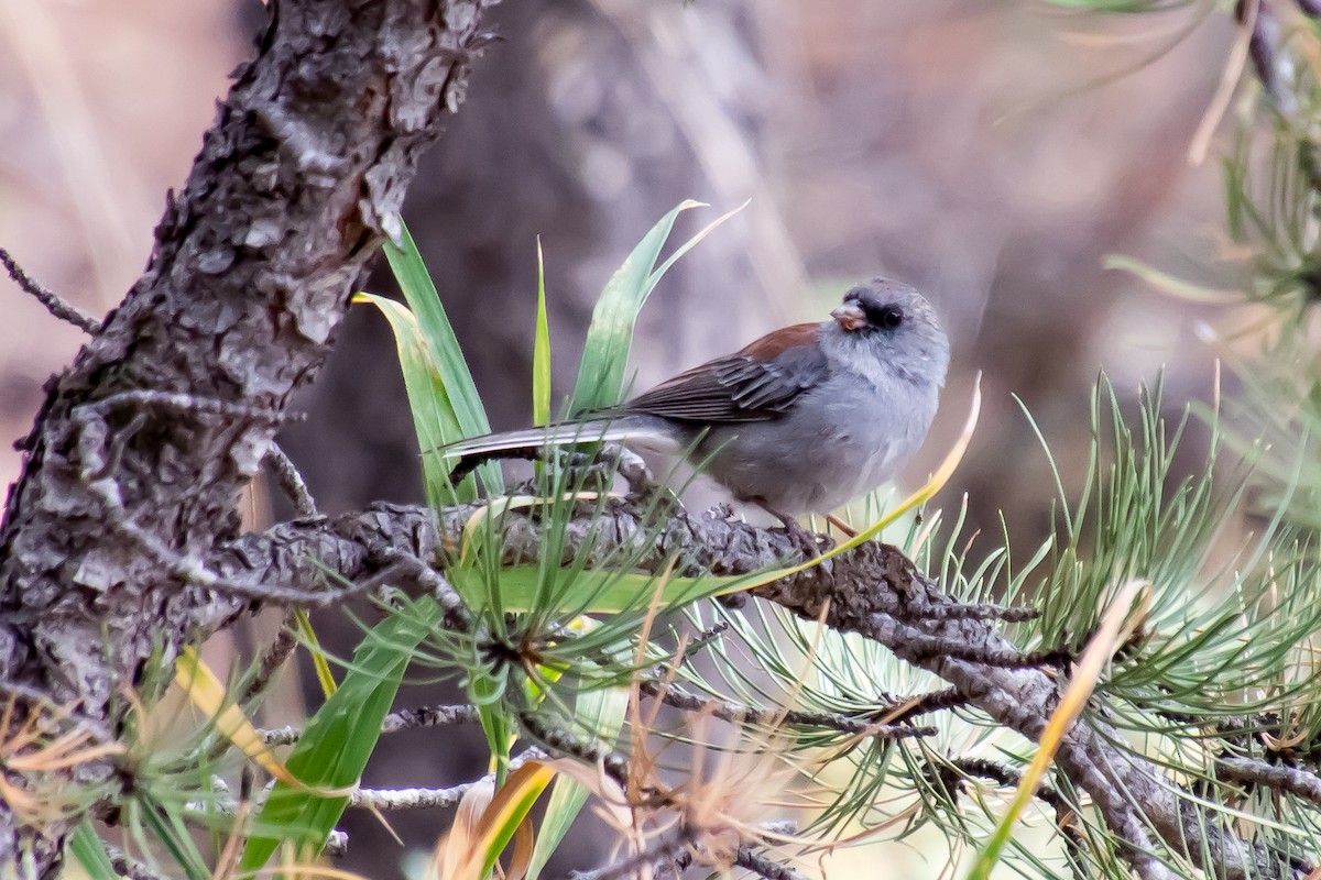 Dark-eyed Junco - ML609513171