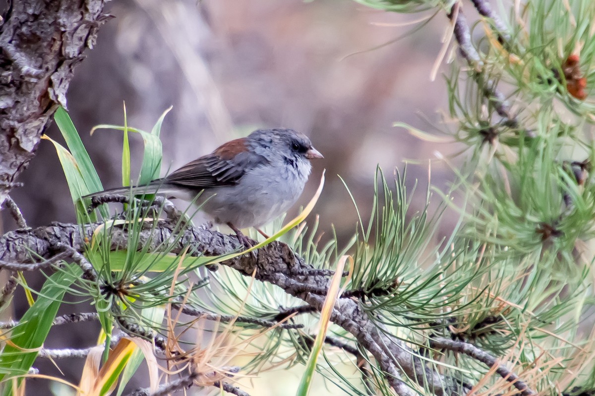 Dark-eyed Junco - ML609513172