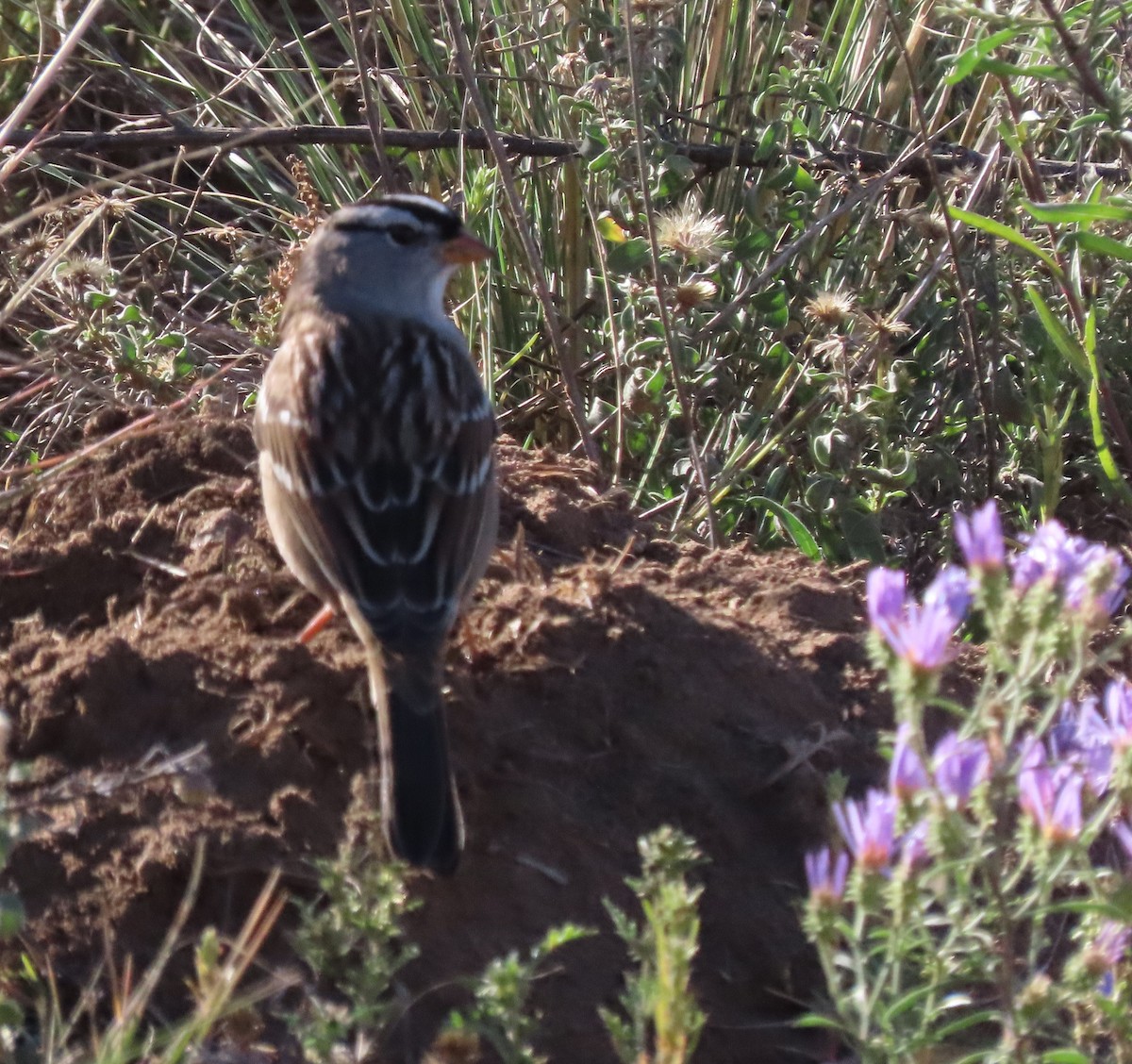 White-crowned Sparrow - ML609513217