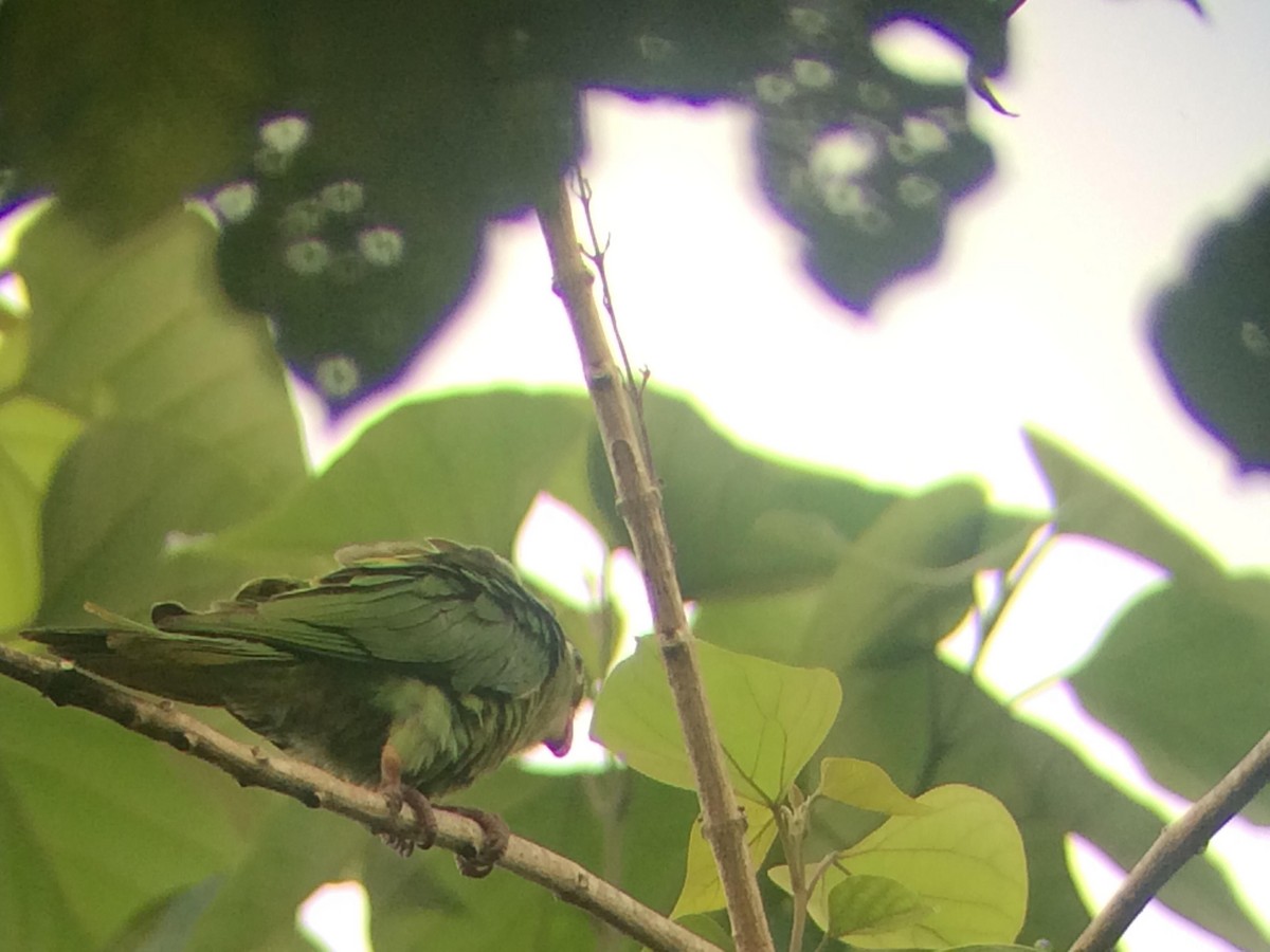Brown-throated Parakeet - ML609513235