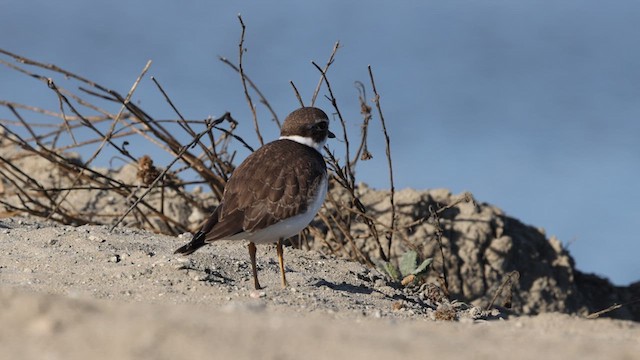 Semipalmated Plover - ML609513302