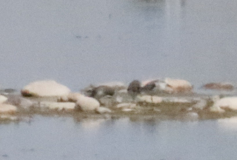 Bécasseau sanderling - ML609513333