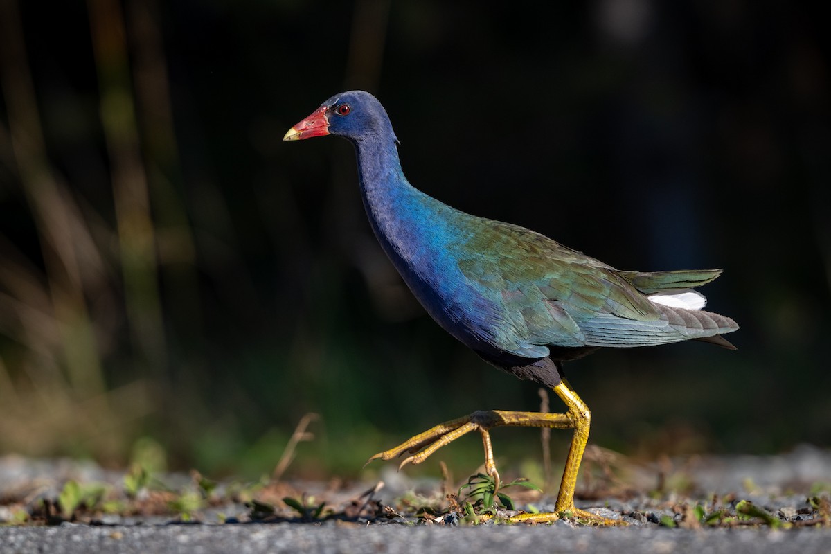 Purple Gallinule - ML609513368