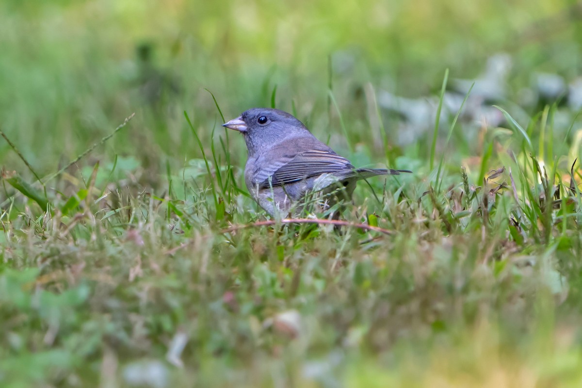 Dark-eyed Junco - ML609513429