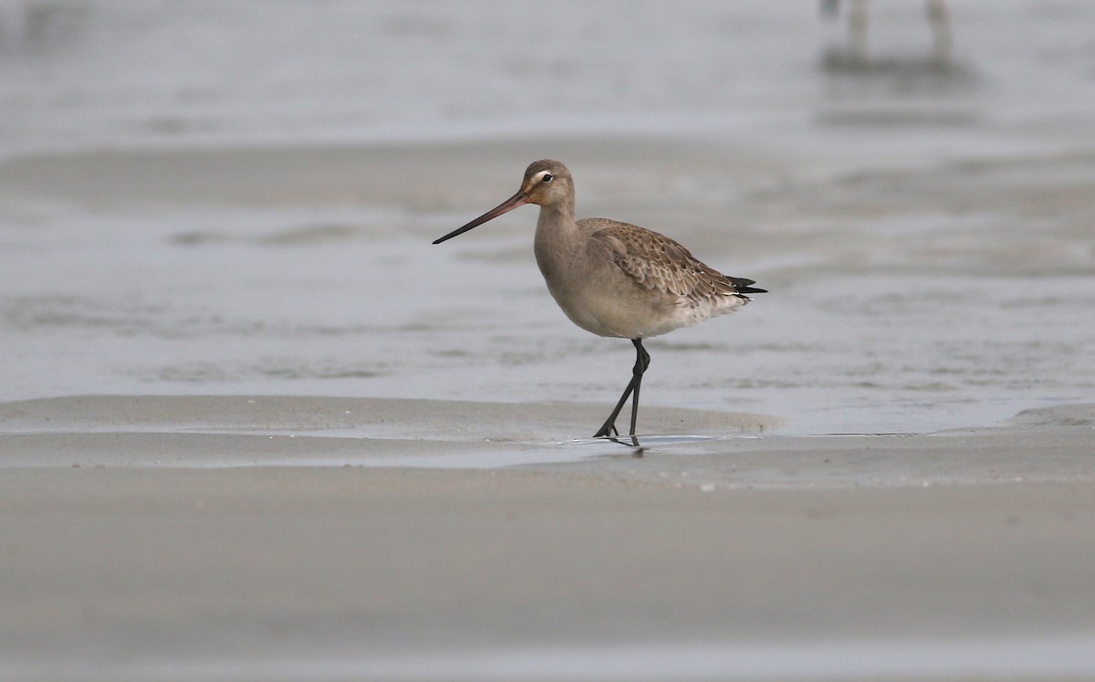 Hudsonian Godwit - ML609513446