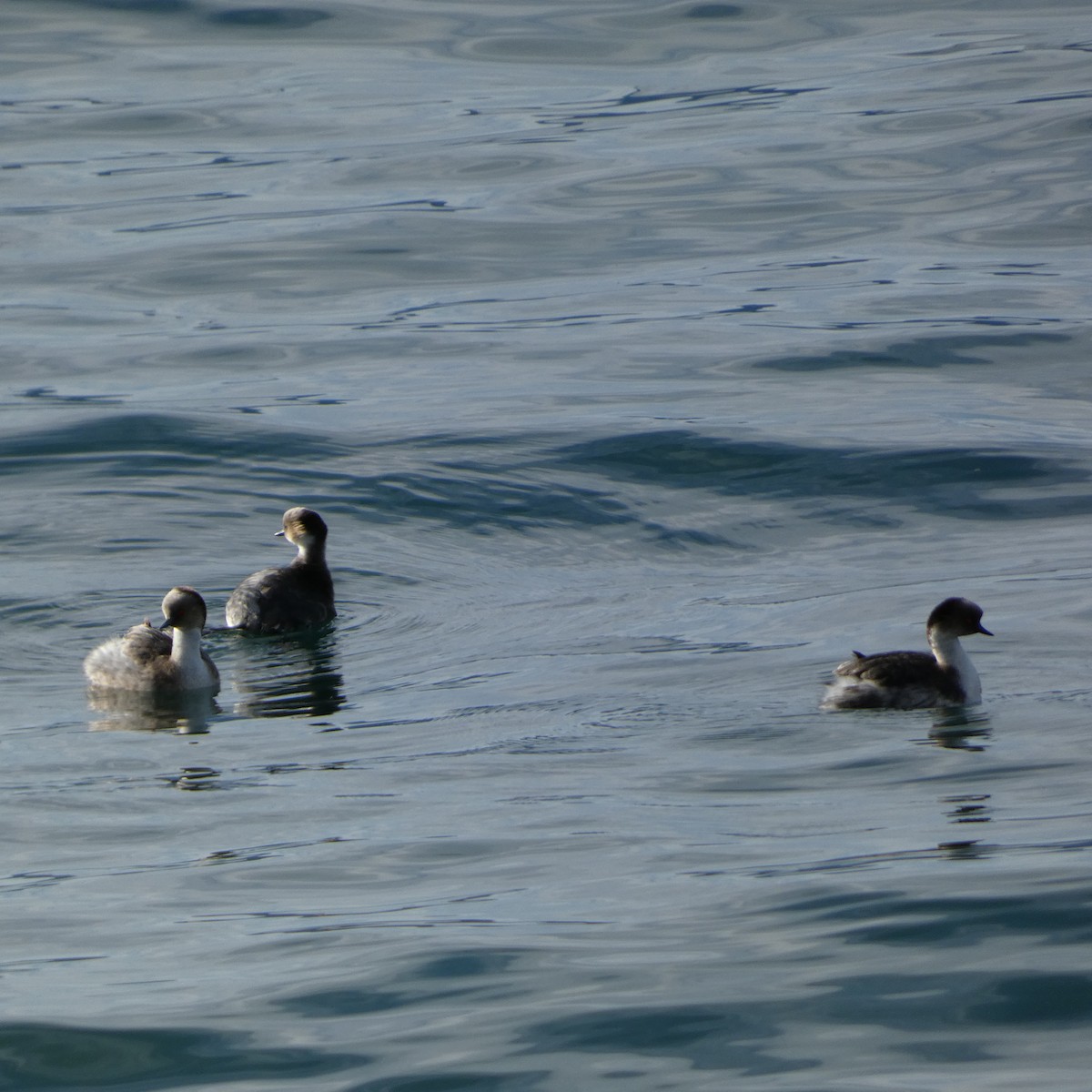 Silvery Grebe - ML609513473