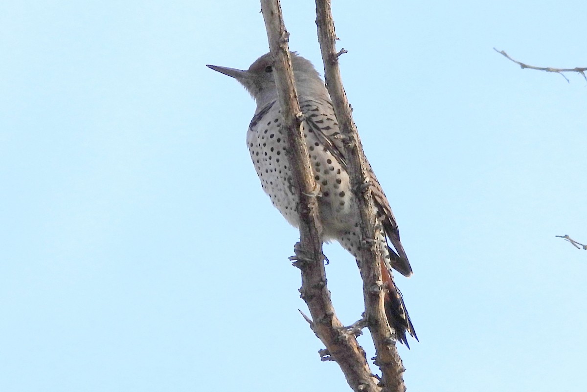 Northern Flicker - ML609513478