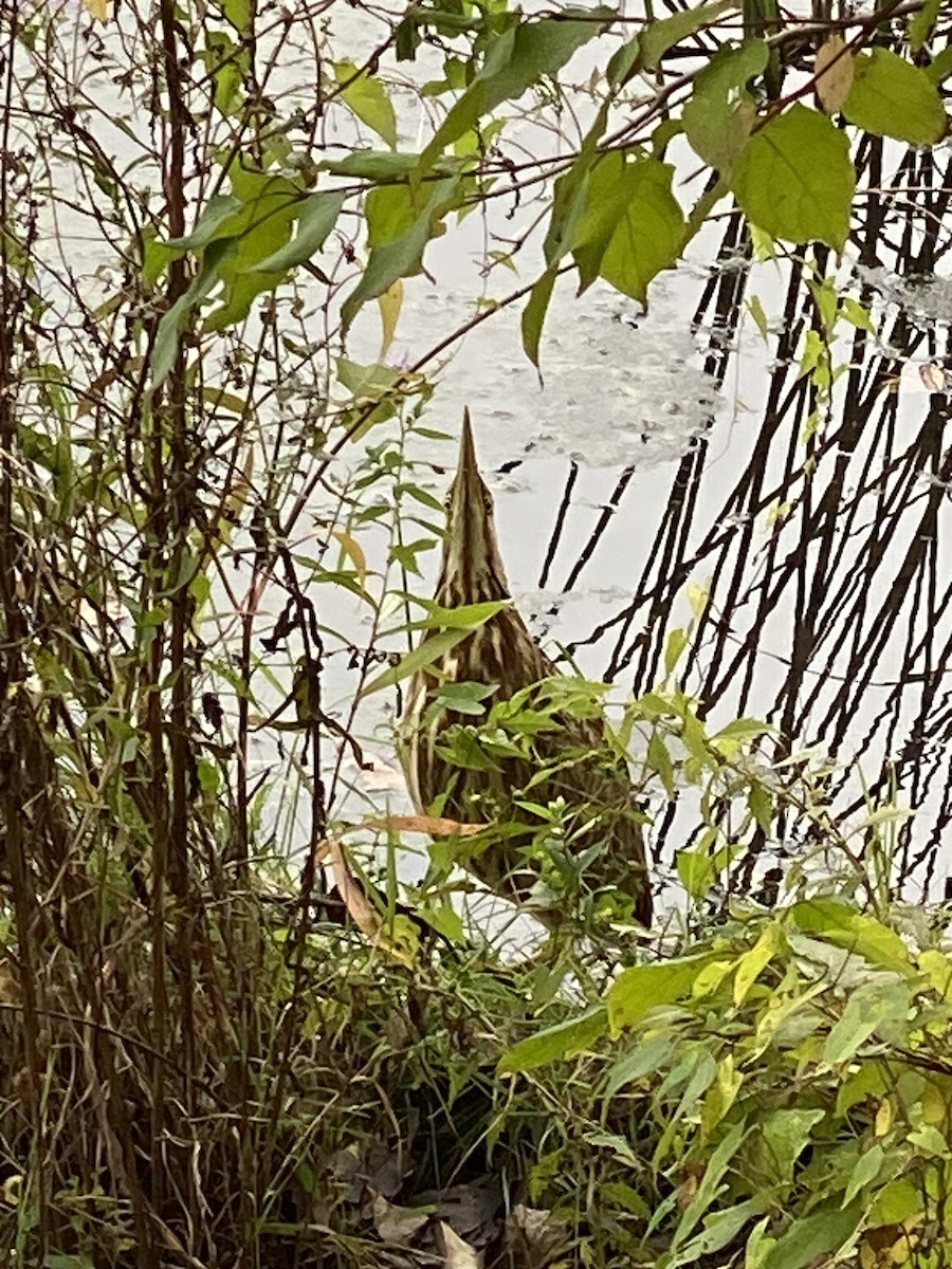 American Bittern - ML609513586