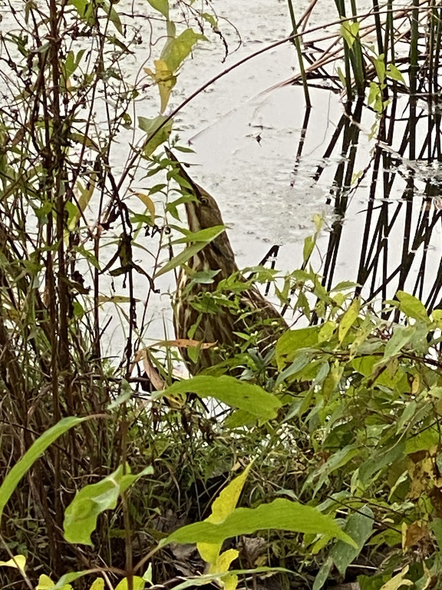 American Bittern - ML609513587