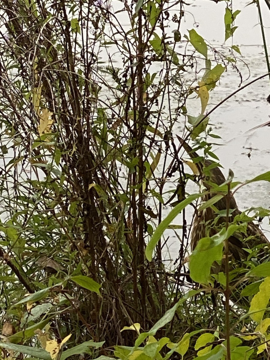 American Bittern - ML609513588