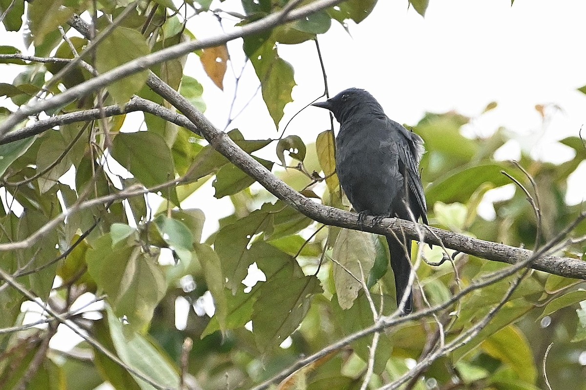 Sulawesi Cicadabird - Alvaro Rodríguez Pomares