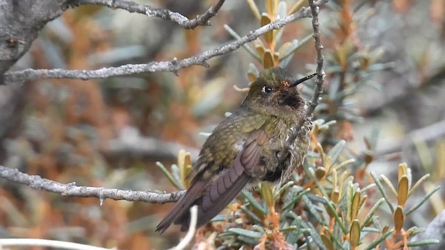 Violet-throated Metaltail - ML609513938