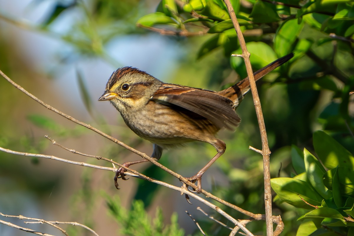 Swamp Sparrow - ML609513947