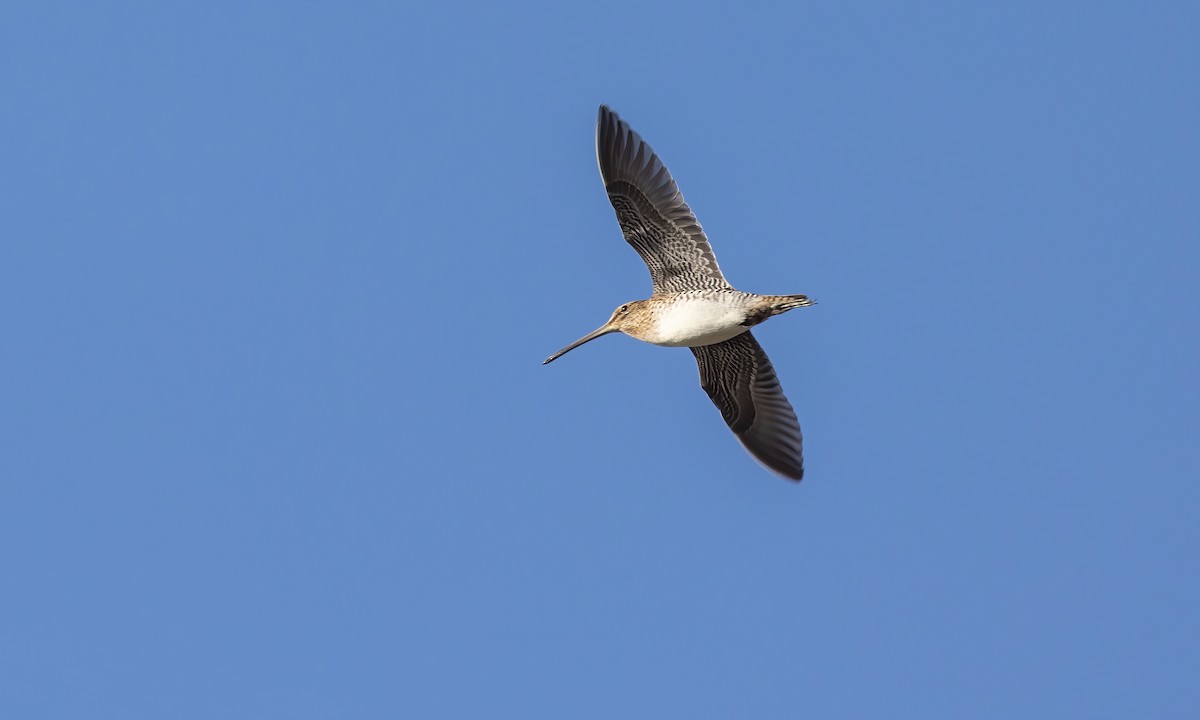 Wilson's Snipe - Paul Fenwick